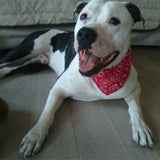 Dog Collar with Neckerchief Scarf Bandana