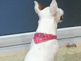 Dog Collar with Neckerchief Scarf Bandana
