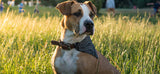 Dog Collar with Neckerchief Scarf Bandana . XXL  47-55cm